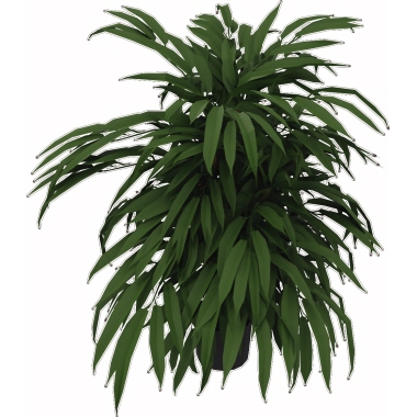 Zimmerpflanze Ficus 80cm grün, Ficus, inkl. Kunststofftopf, Farbe: grün Dies sind künstliche Pflanzen., Dies sind