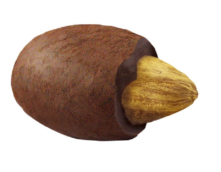 HELLMA Mandel in dunkler Schokolade und Kakaohülle Inhalt: 30 Stück in einer Genießerbox