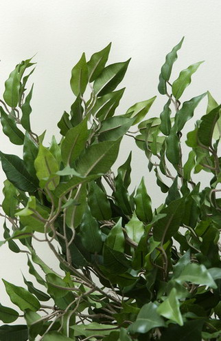 Seidenpflanze grün Ficus Benjamini Höhe 210 cm ohne Blumentopf